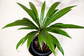 Barringtonia papuana